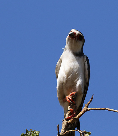 Pygmy falcon - Tarangire