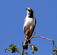 Pygmy falcon - Tarangire