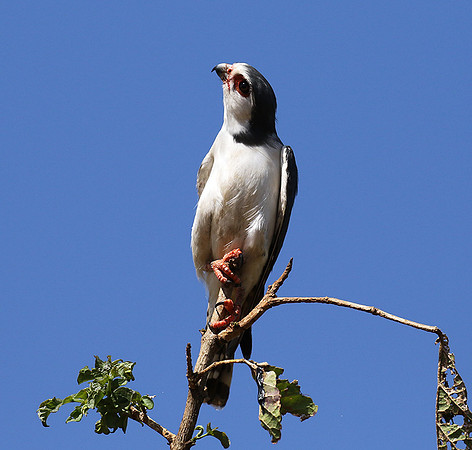 Pygmy falcon - Tarangire