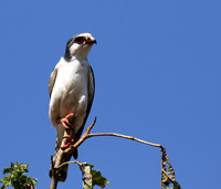 Pygmy falcon - Tarangire