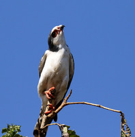 Pygmy falcon - Tarangire