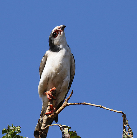 Pygmy falcon - Tarangire