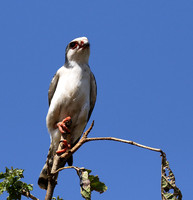 Pygmy falcon - Tarangire