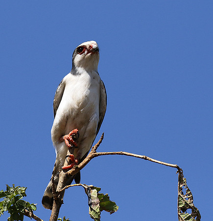 Pygmy falcon - Tarangire
