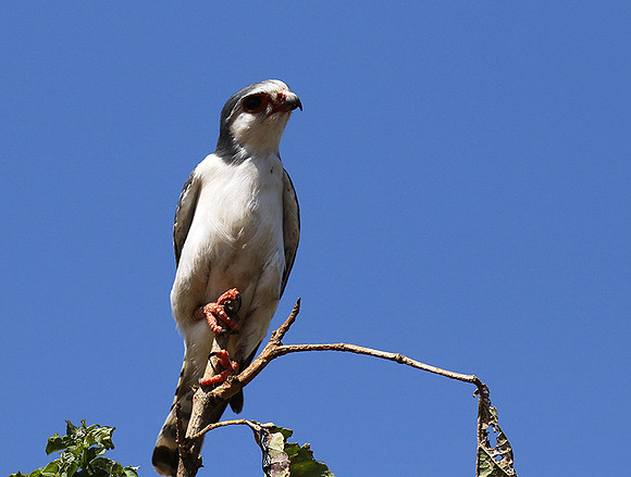 Pygmy falcon - Tarangire