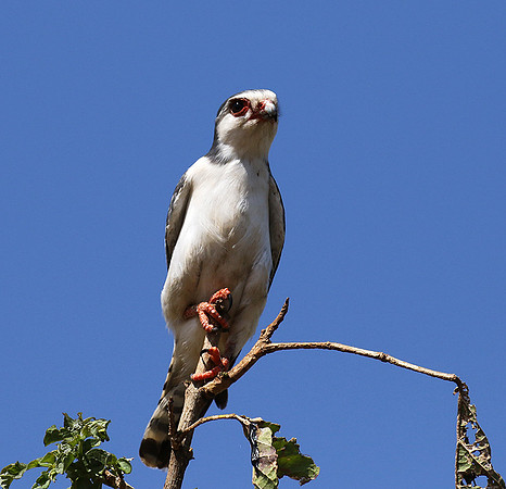 Pygmy falcon - Tarangire