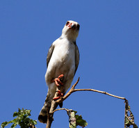 Pygmy falcon - Tarangire