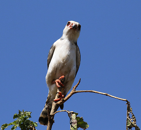 Pygmy falcon - Tarangire