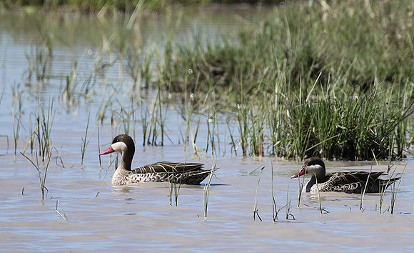 Red-billed teal - Mwiba