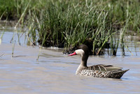 Red-billed teal - Mwiba