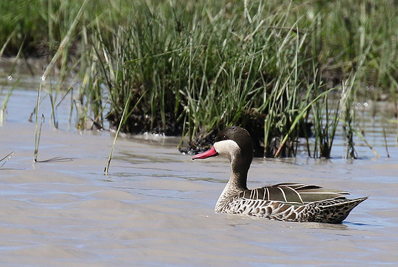 Red-billed teal - Mwiba