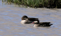 Red-billed teal - Mwiba