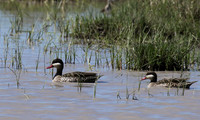 Red-billed teal - Mwiba