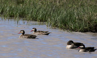 Red-billed teal - Mwiba