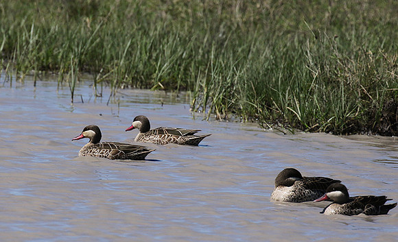 Red-billed teal - Mwiba