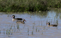 Red-billed teal - Mwiba