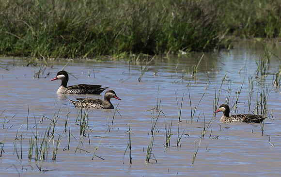 Red-billed teal - Mwiba