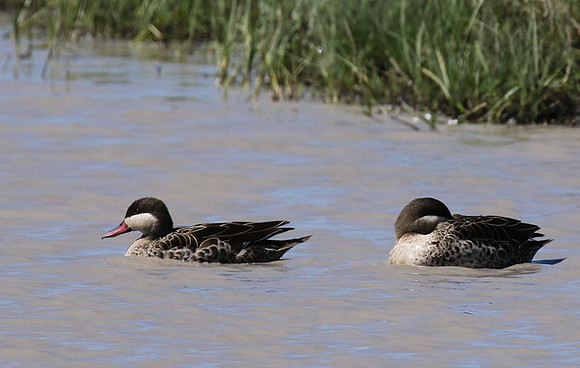 Red-billed teal - Mwiba