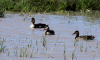 Red-billed teal - Mwiba