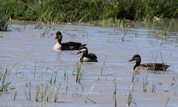 Red-billed teal - Mwiba