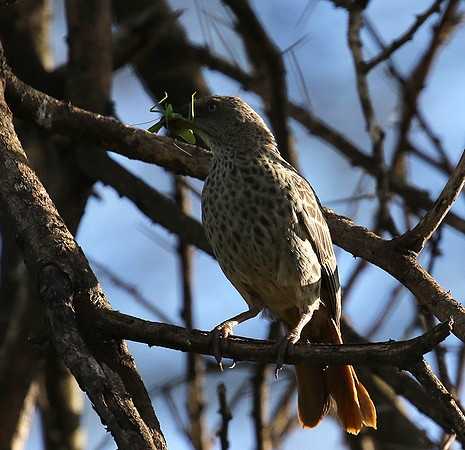 Rufous tailed weaver - Mwiba