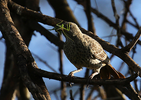 Rufous tailed weaver - Mwiba