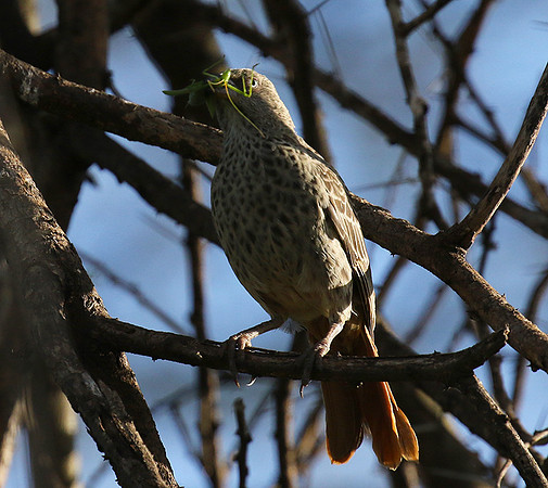 Rufous tailed weaver - Mwiba