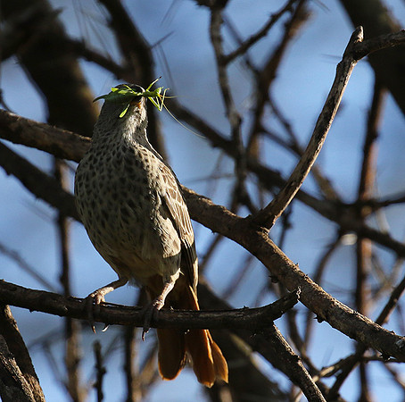 Rufous tailed weaver - Mwiba