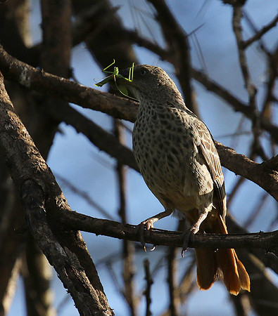Rufous tailed weaver - Mwiba