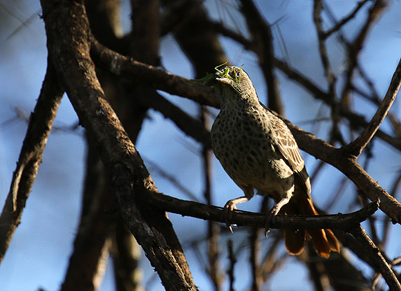 Rufous tailed weaver - Mwiba