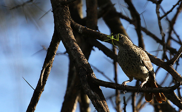 Rufous tailed weaver - Mwiba