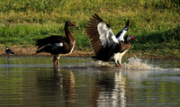 Geese