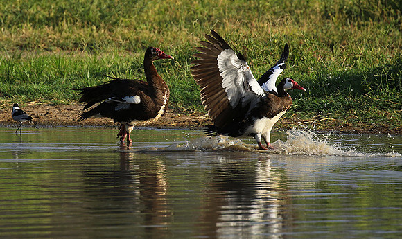 Spur winged goose - Chem Chem
