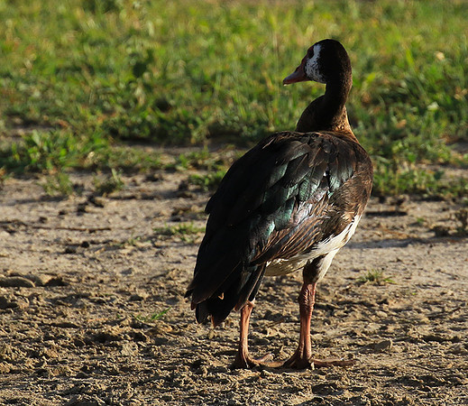 Spur winged goose - Chem Chem