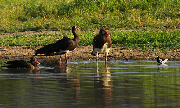 Spur winged goose - Chem Chem
