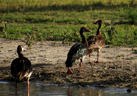 Spur winged goose - Chem Chem