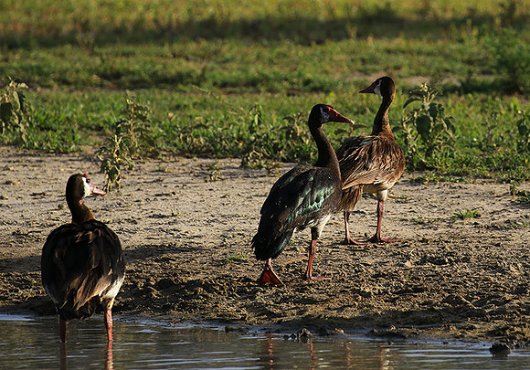 Spur winged goose - Chem Chem