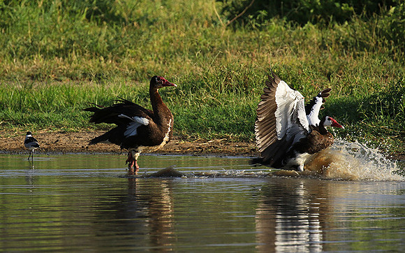 Spur winged goose - Chem Chem