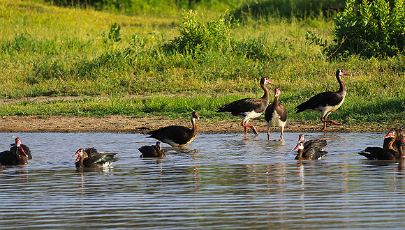 Spur winged goose - Chem Chem