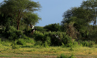 Spur winged goose - Chem Chem