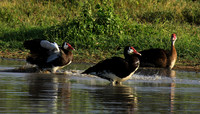 Spur winged goose - Chem Chem