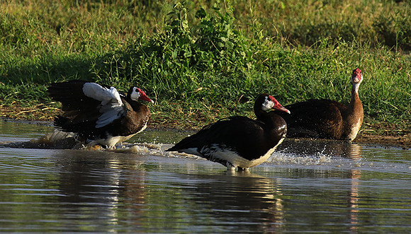 Spur winged goose - Chem Chem