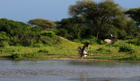 Spur winged goose - Chem Chem