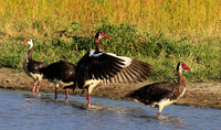 Spur winged goose - Chem Chem