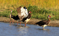 Spur winged goose - Chem Chem