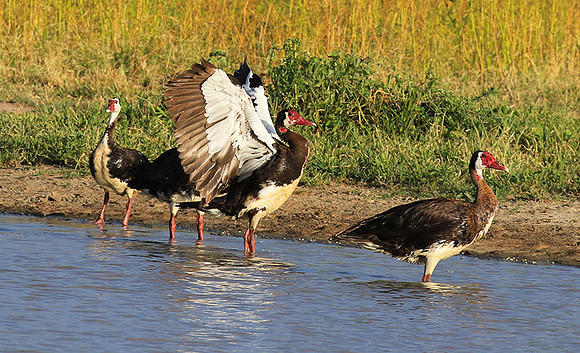 Spur winged goose - Chem Chem