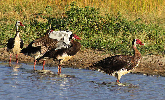 Spur winged goose - Chem Chem