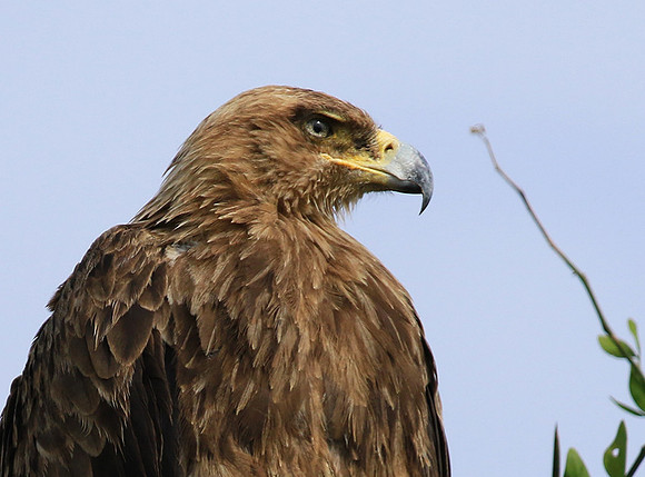 Tawny eagle - Chem Chem