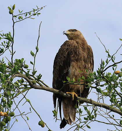 Tawny eagle - Chem Chem