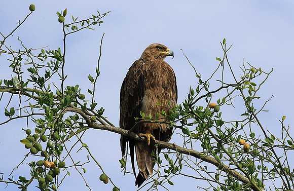 Tawny eagle - Chem Chem